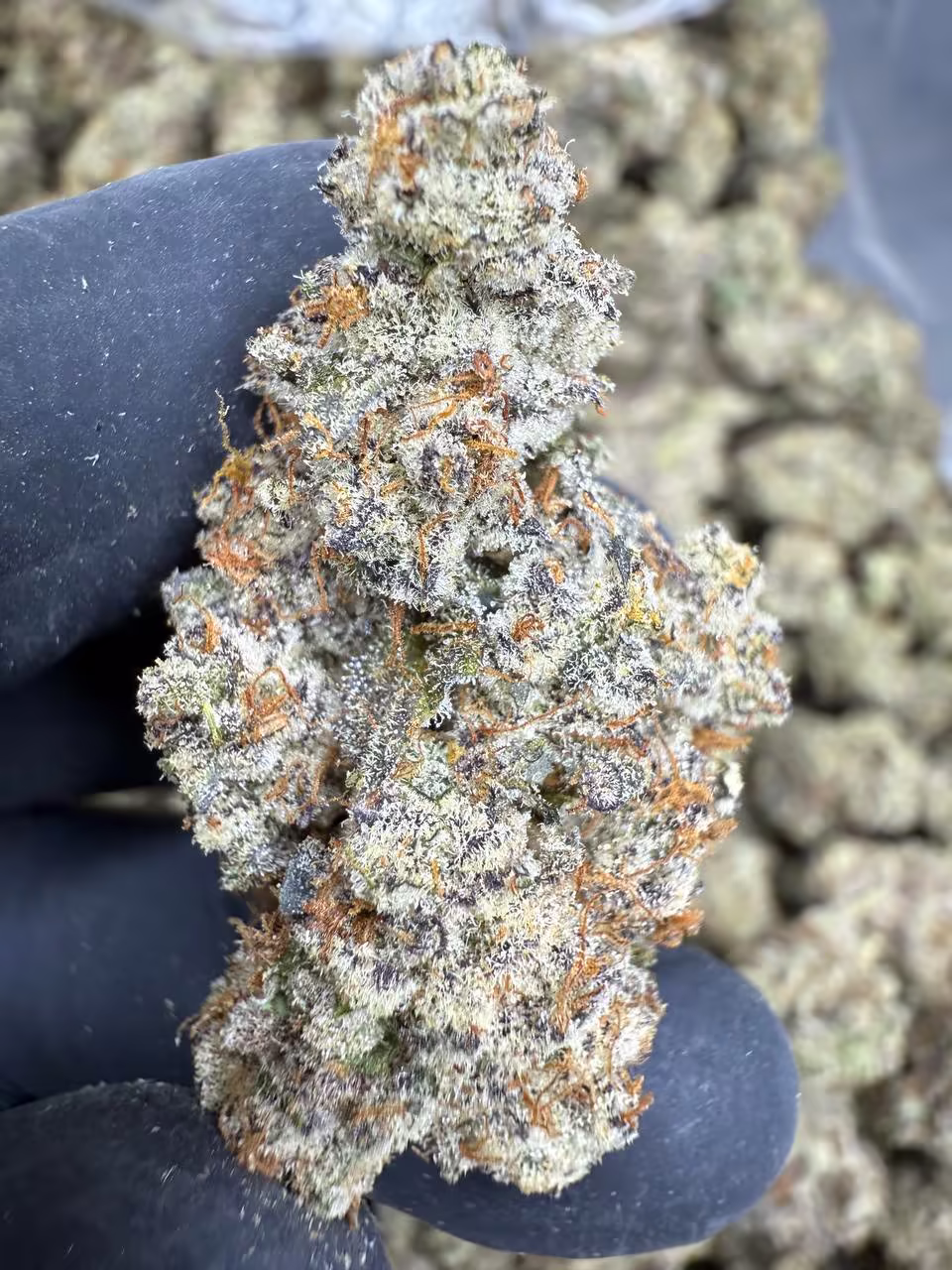 A black-gloved hand displaying a cannabis bud with heavy trichome coverage creating a silvery-white frosted appearance. The flower shows pronounced orange pistils and a compact, rounded structure. Multiple similar buds are arranged in the blurred background.