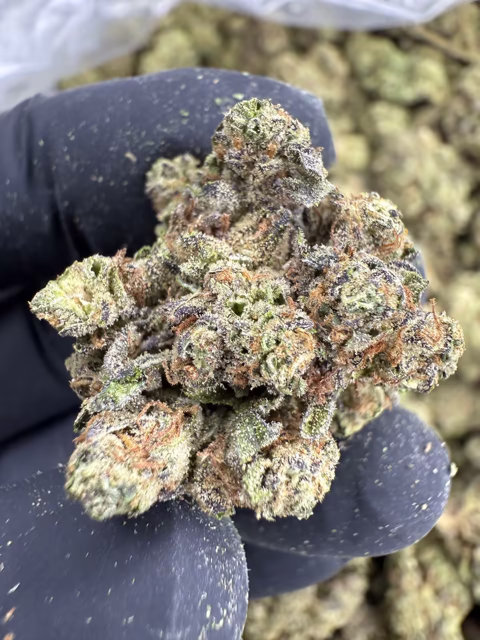 A gloved hand holding a cluster of cannabis flowers with dense trichome coverage and mixed coloring of greens, purples, and browns with prominent orange pistils. The buds appear to be connected in a larger cola formation. A container of additional cannabis is visible in the background.