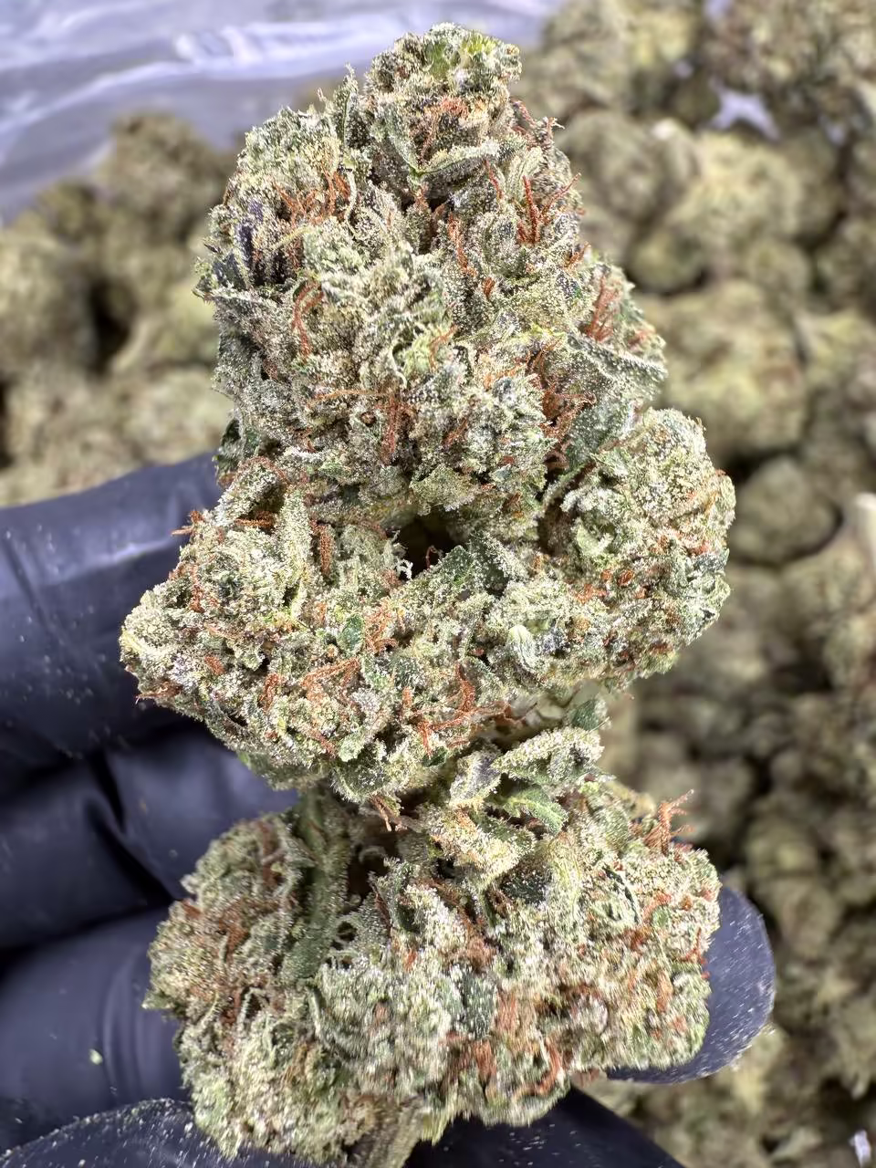 A gloved hand holding a large, densely packed cannabis flower with visible trichomes giving it a frosty, crystalline appearance. The bud displays green coloring with orange-brown pistils throughout. Additional cannabis buds are visible in the soft-focused background.